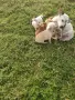 Чистокръвни пинчери !, снимка 17