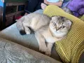 Британски клепоухи чинчили, снимка 8