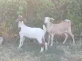 Продавам 2 женски ярета, снимка 9