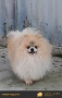 мъжки померан, снимка 4