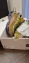 Дамски маратонки Nike AIR MAX FLYKNIT VENTURE, снимка 5