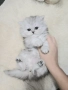 Персийска сребърна чинчила котенца , снимка 3