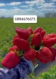 Продавам разсад ягоди , снимка 1