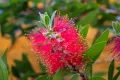 Калистемон (Callistemon citrinus) Размер 60-80см, снимка 2