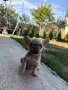 Френски булдог blue fawn, снимка 5