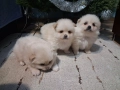 продавам малки кученца 2 момчета и 1 момиче Шпиц померан , снимка 6