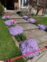 Флокс - 6 цвята /Почвопокривен и каскаден, снимка 13