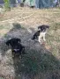 Adopt a puppy.4 кеченца бяха изхвърлени !търсим осиновители, снимка 2