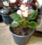 Градинска бегония , снимка 5