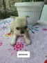 Чистокръвно Чихуахуа , снимка 4