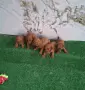 Той пудел момичета и момчета, снимка 6