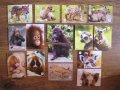 Картинки стикери лепенки Фантастико - Бебета животни, снимка 4