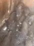 Виетнамски прасета, снимка 4