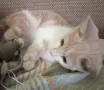 Подарява се котенце, снимка 3