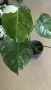 Monstera deliciosa Albo Variegata , снимка 1
