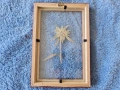 Еделвайс в рамка, снимка 4
