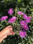 Delosperma cooperi – Делосперма Купера, снимка 1