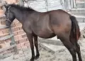 мъжко конче бартер , снимка 3