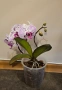 Орхидея фаленопсис Euphorion, снимка 1