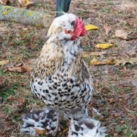 Продавам джинки Струмски бантам, снимка 5 - Кокошки и пуйки - 40918597
