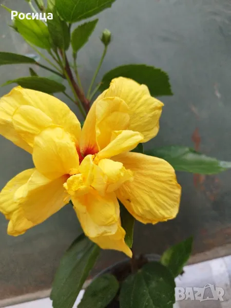 китайска роза, снимка 1