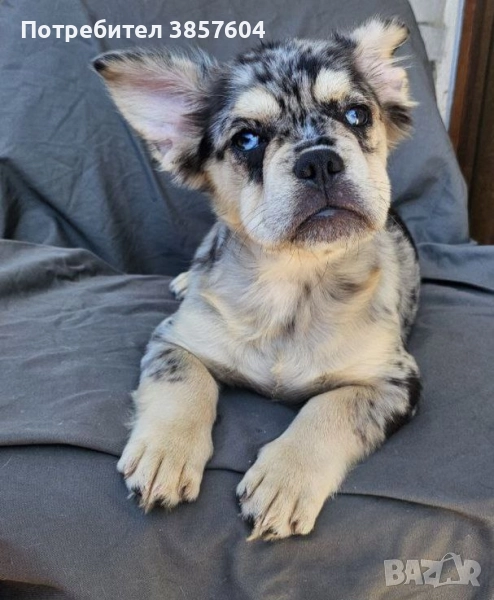 френски булдог флъфи мерле, снимка 1