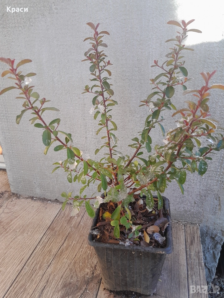 Пераканта., снимка 1