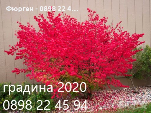 Oгнен храст - Euonymus alatus Студоустойчив , снимка 1