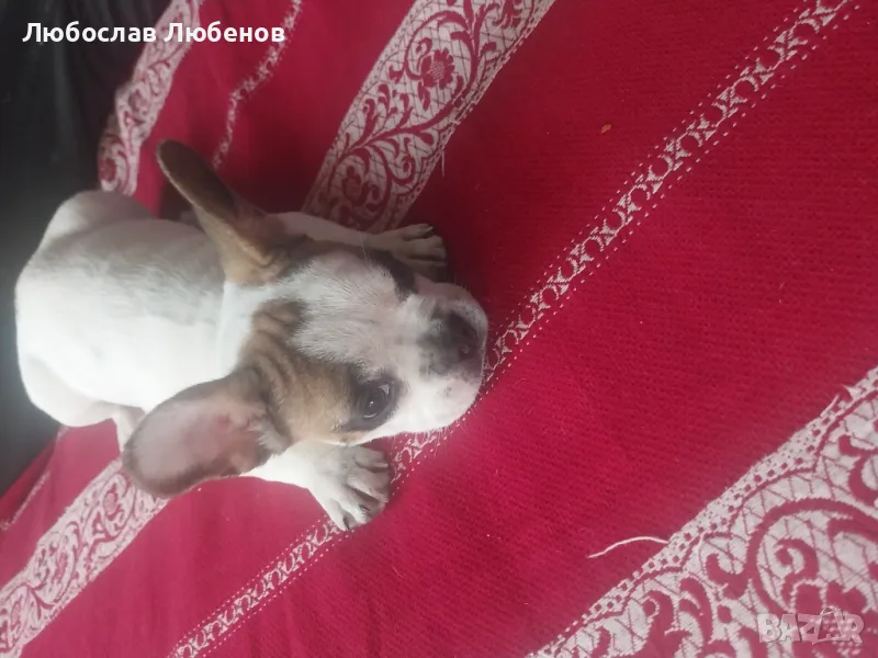 Френски булдог , снимка 1