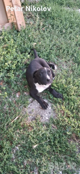 питбул чистокръвни , снимка 1