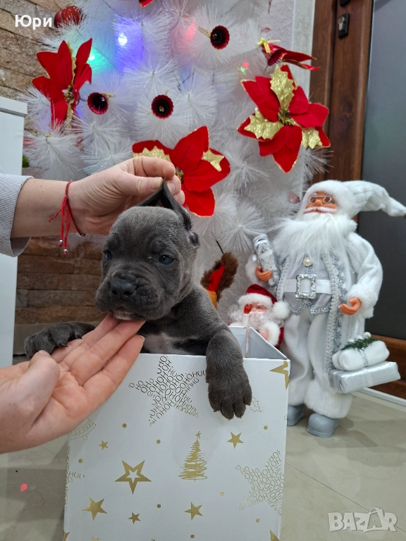 Кане корсо , снимка 1