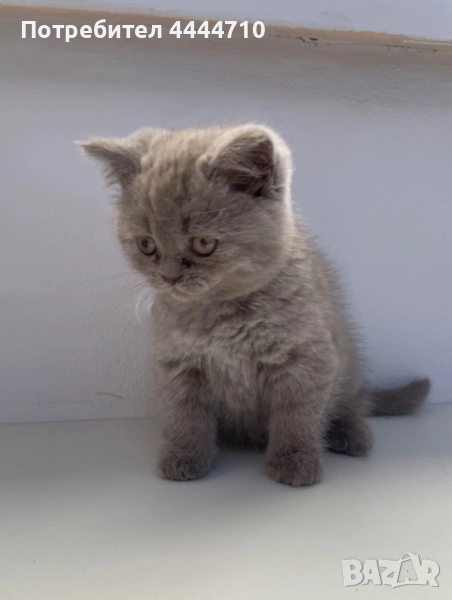 Британски късокосмести котки, снимка 1