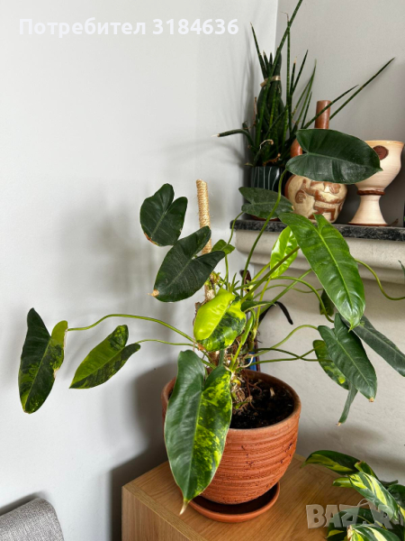Philodendron Burle Marx Variegated, снимка 1