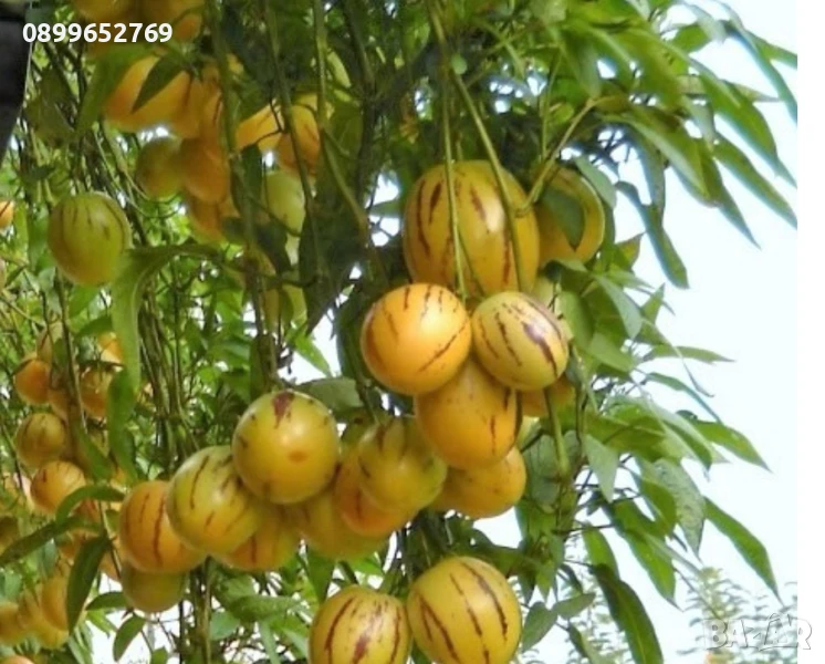 Пепино(Пъпешово дърво) , снимка 1