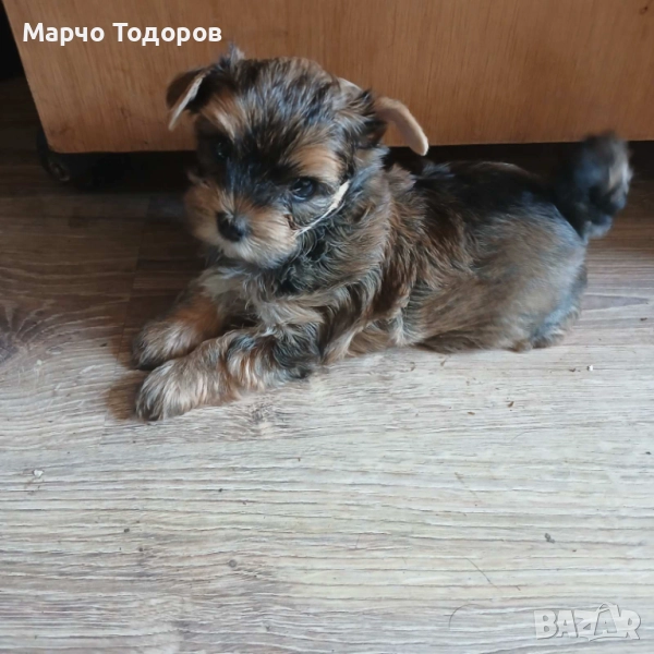 Йорки, снимка 1