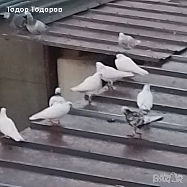 Предлагам бирмингамски ролери! Перфектни млади птици в отлично здраве! Демонстрация!, снимка 1