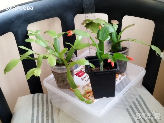 Комплект - 1 бр Великденче оранжево и 2 бр Коледниче (розово и цикламено), снимка 6 - Стайни растения - 54091877