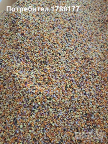 Пчелен прашец , снимка 2 - Пчелни продукти - 51317272
