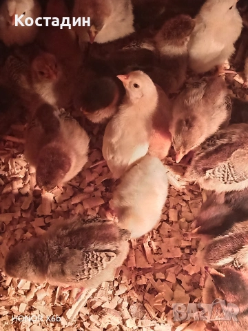 пилета катунски 