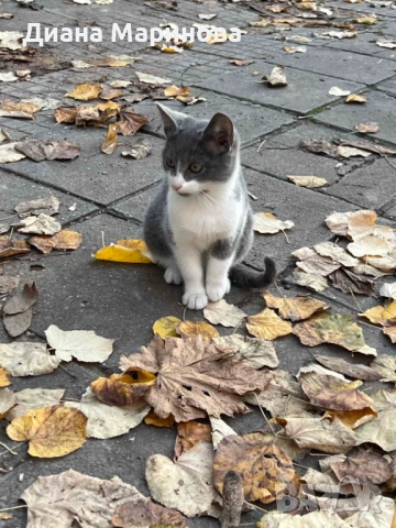 Подаряват се котета, снимка 2 - Други - 52416119