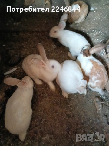продавам зайци на възраст 5 до 6 месеца, снимка 4 - Други - 53942731
