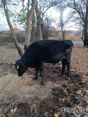 Продавам крави и телета, снимка 9 - Други животни - 51890171