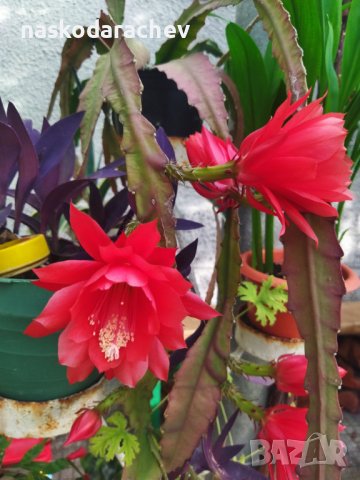 Епифилиум цвете, червен цвят, снимка 11 - Стайни растения - 42686790