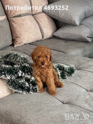 Продавам той пудел момченце, снимка 5 - Пудели - 52908328