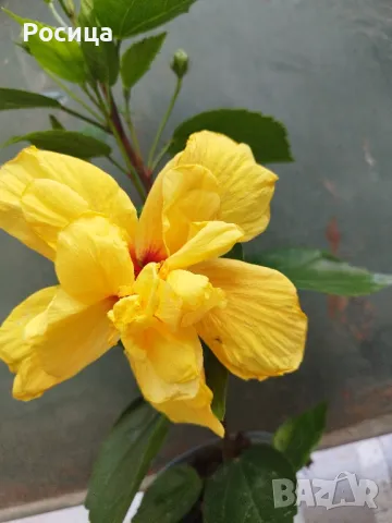 китайска роза