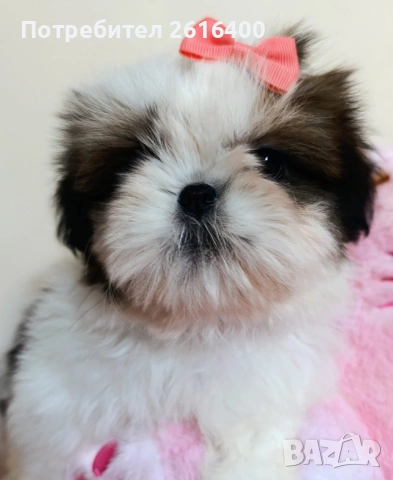 момче и момиче Ши Тцу, снимка 2 - Ши Тцу - 53187515