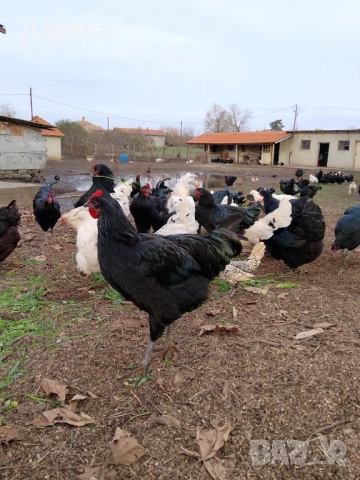Домашно отгледани кокошки и петли, снимка 4 - Домашни продукти - 52512551