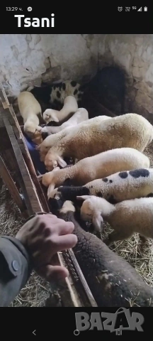 Продавам агнета за великден и Гергьовден..