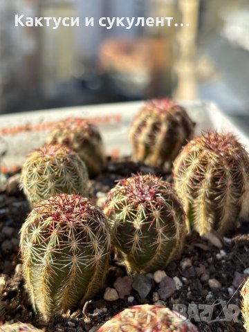 Кактуси Echinocereus Viridiflorus, снимка 5 - Градински цветя и растения - 44320269