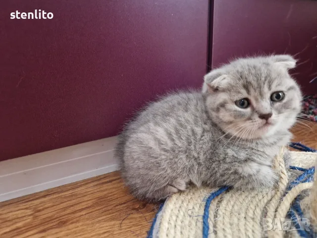 Шотландски клепоухи котенца на 2 месеца, снимка 2 - Британска късокосместа - 39100170
